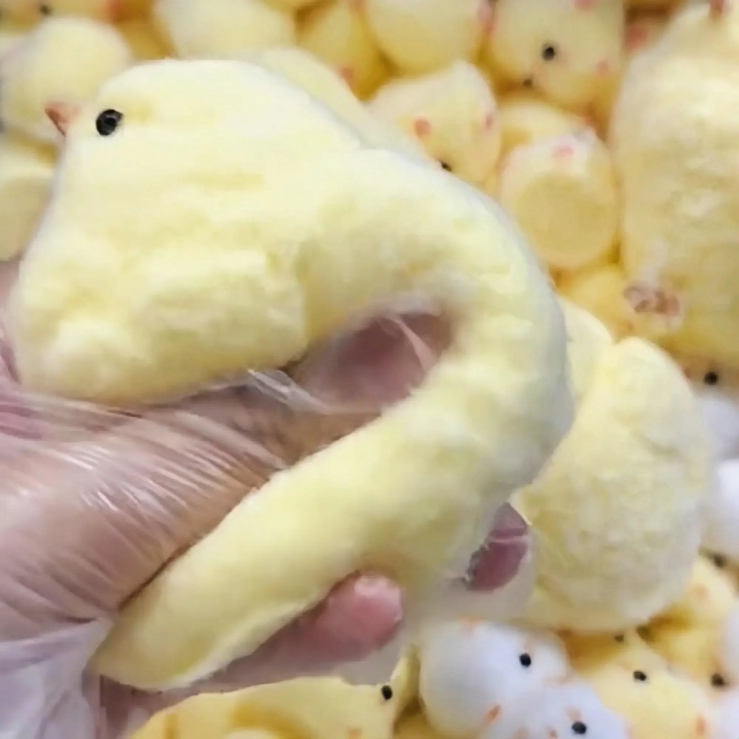 Chicken Squishie